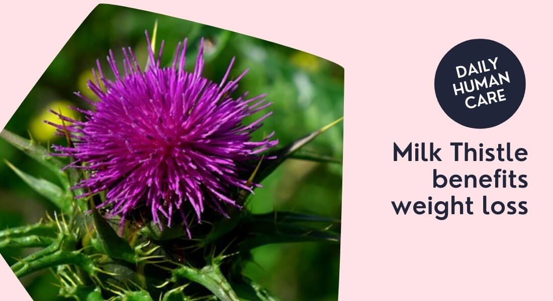 Milk Thistle