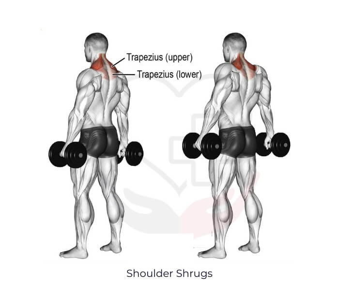 Shoulder Shrugs
