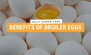 Benefits of Broiler Eggs