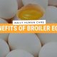 Benefits of Broiler Eggs