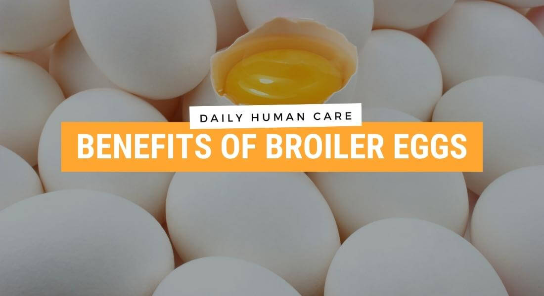 Benefits of Broiler Eggs